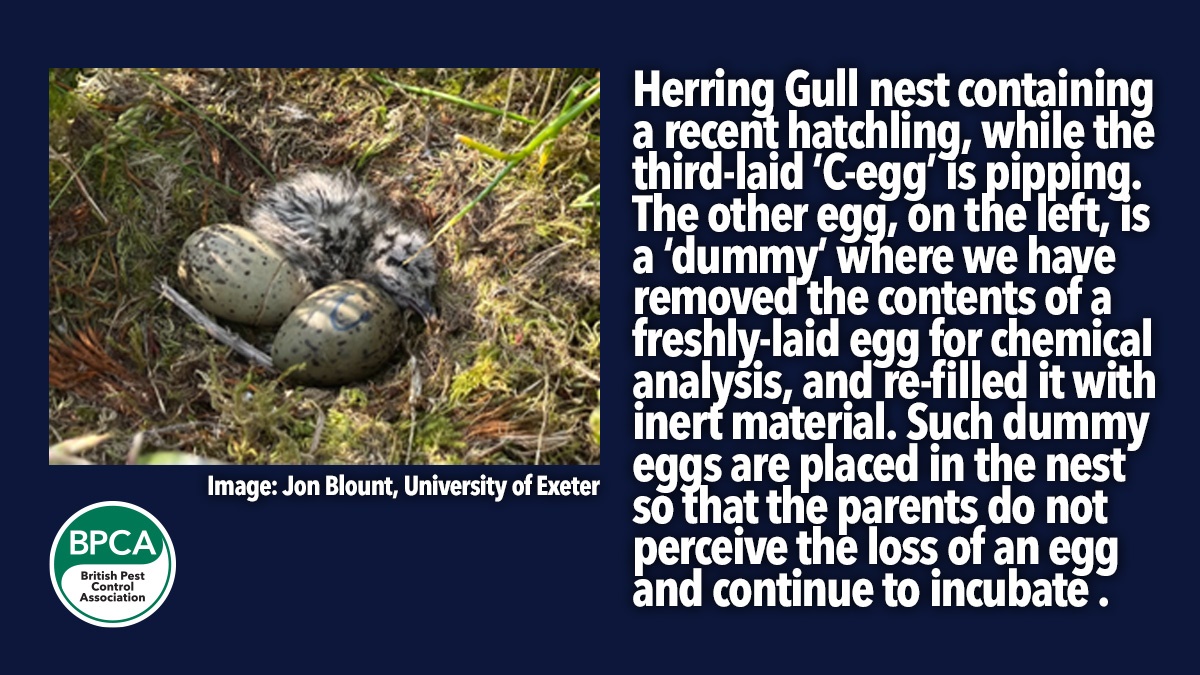 calls-for-participants-in-herring-gull-study-egg-pic calls-for-participants-in-herring-gull-study-egg-pic